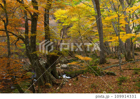 緑から褐色への紅葉のグラデーションが美しい本谷川沿いの森 緑から褐色への紅葉のグラデーションが美しい本谷川沿いの森 109914331