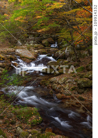 紅葉最盛期の本谷川渓谷と清流 紅葉最盛期の本谷川渓谷と清流 109914332