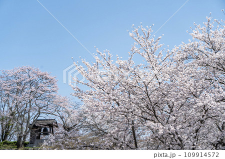 青空に映える満開の桜と鐘楼 109914572
