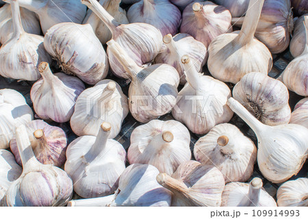Texture background of ripe garlic. 109914993