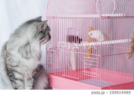 A cat and a wavy white parrot exchange glances. Friendship and hunting. 109914999