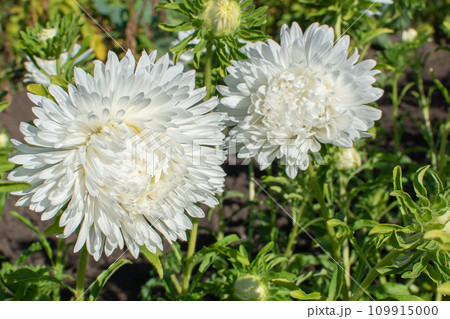 White aster on a flower bed. Flowers in the botanical garden. 109915000