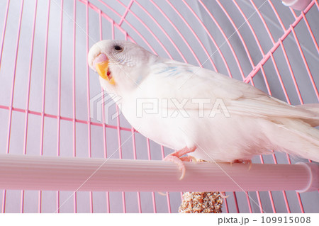Close-up of a budgie sitting in a pink cage. Close-up of a budgie sitting in a pink cage. 109915008