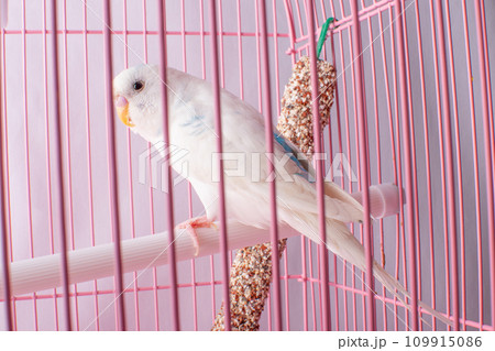 A white budgie looks out of a pink cage. A white budgie looks out of a pink cage. 109915086