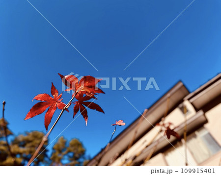 澄み切った空と紅葉 109915401