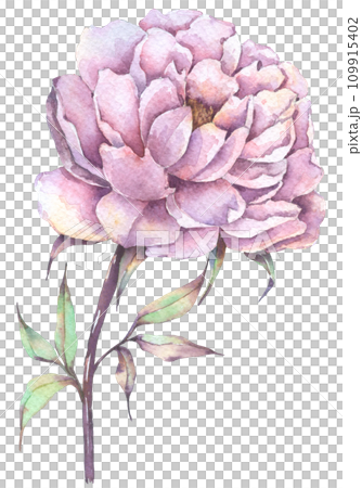 Autumn flower watercolor hand paint Autumn flower watercolor hand paint 109915402