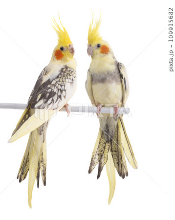 two cockatiel (Nymphicus hollandicus) parrot isolated on white background 109915682