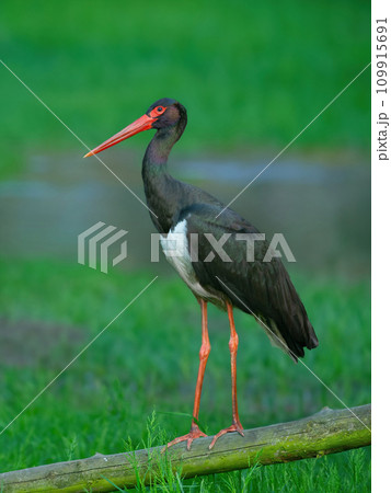 black stork on the background of the swamp black stork on the background of the swamp 109915691