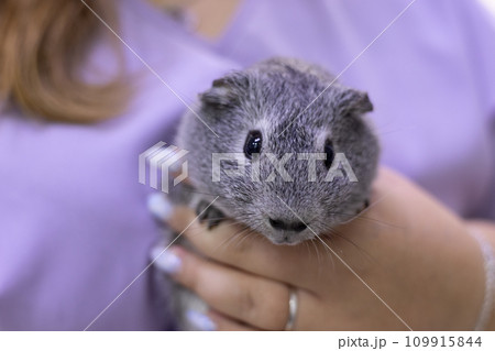 Cute guinea pig in the caring hands of a veterinarian A guinea pig looks curiously from the hands of a veterinarian in a veterinary clinic. The guinea pig was taken to a veterinarian for examination. 109915844