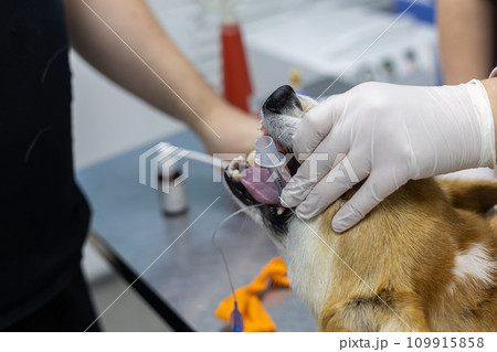 The veterinarian inserts a laryngoscope into the dog's mouth for intubation Before surgery the anesthesiologist intubates the dog. An endotracheal tube will allow you to be connected to a ventilator. The veterinarian inserts a laryngoscope into the dog's mouth for intubation Before surgery the anesthesiologist intubates the dog. An endotracheal tube will allow you to be connected to a ventilator. 109915858
