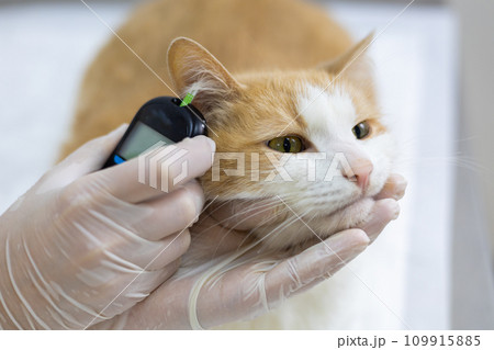 A veterinarian measures a cat's glucose level in a veterinary clinic. The cat sits calmly on the table while the doctor takes a drop of blood from his ear to measure his glucose level. Glucosemetry. A veterinarian measures a cat's glucose level in a veterinary clinic. The cat sits calmly on the table while the doctor takes a drop of blood from his ear to measure his glucose level. Glucosemetry. 109915885