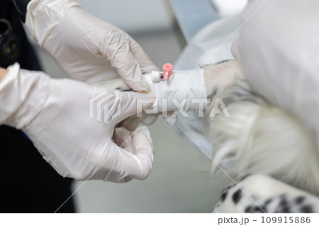 The veterinarian's hands fix the intravenous catheter on the pet's paw using a plaster. The veterinarian inserted a catheter into the dog's vein before performing the operation. The veterinarian's hands fix the intravenous catheter on the pet's paw using a plaster. The veterinarian inserted a catheter into the dog's vein before performing the operation. 109915886