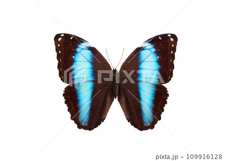 blue banded morpho butterfly (morpho achilles) isolated on white background blue banded morpho butterfly (morpho achilles) isolated on white background 109916128