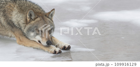 Gray wolf sleeping in the snow in spring Gray wolf sleeping in the snow in spring 109916129