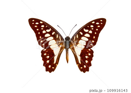 common jay butterfly (graphium doson) isolated on white background 109916143