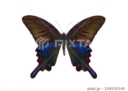 southern chinese peacock (papilio dialis) isolated on white background 109916146