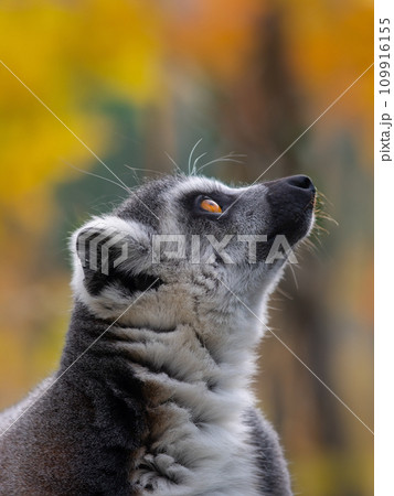 lemur raised his head up against the background of the autumn forest lemur raised his head up against the background of the autumn forest 109916155