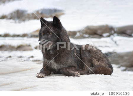 canadian black wolf lying on the snow canadian black wolf lying on the snow 109916156