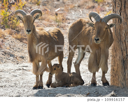 barbary sheep on a brown background barbary sheep on a brown background 109916157