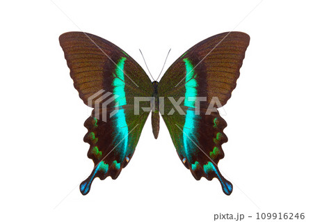green swallowtail (papilio blumei) isolated on white background 109916246