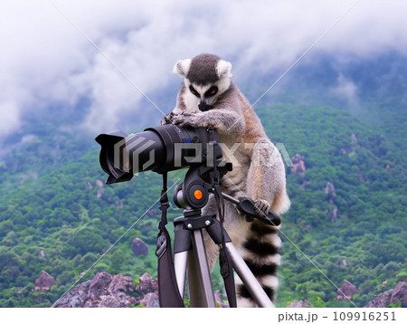 lemur photographer shoots with a camera in the mountains sitting on a camera with a tripod 109916251