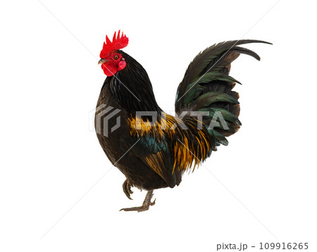 golden rooster isolated on white background 109916265