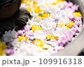 お花の池 109916318