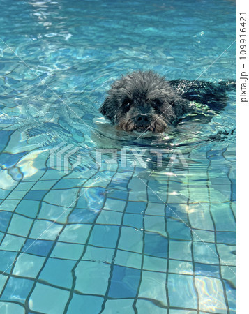 ハチ たらい 盆地 109916421