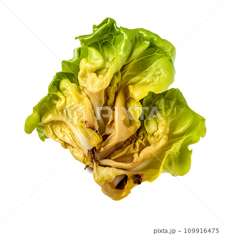 Decay of Freshness Rotten Butter Head Lettuce Illustrating Unhealthy Eating Habits | Kitchen Spoiled Ingredient, Generative Ai 109916475