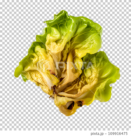 Decay of Freshness Rotten Butter Head Lettuce Illustrating Unhealthy Eating Habits | Kitchen Spoiled Ingredient, Generative Ai 109916475