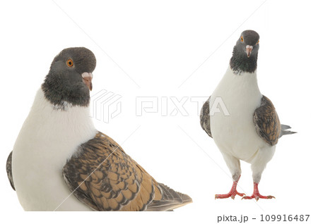 two german modena pigeon isolated on white background two german modena pigeon isolated on white background 109916487