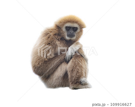 lar gibbon isolated on white background lar gibbon isolated on white background 109916627