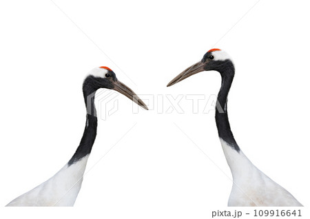 two red crowned crane isolated on white background 109916641