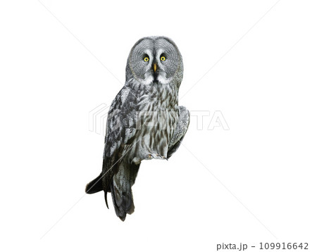 portrait great grey owl (Strix nebulosa) isolated on white background 109916642