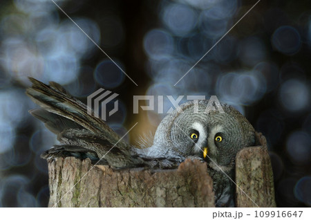 great grey owl (Strix nebulosa) sitting on a nest in the forest 109916647