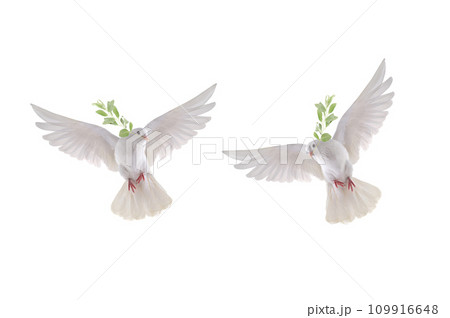 two white dove in flight on a white background with an olive branch 109916648