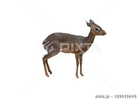 madoqua kirkii isolated on white background 109916649