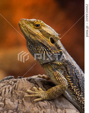 inland bearded dragon on red background inland bearded dragon on red background 109916662