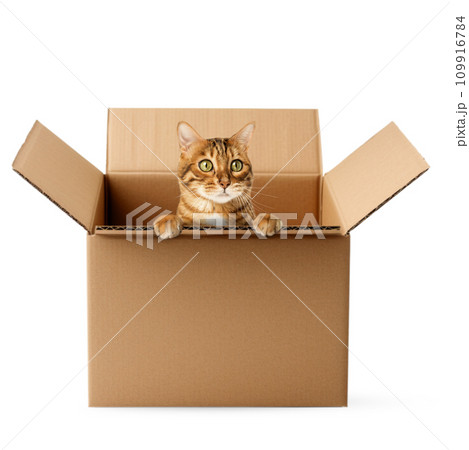 Cute Bengal cat sitting in a cardboard box. 109916784