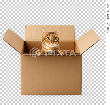 Cute Bengal cat sitting in a cardboard box. 109916784