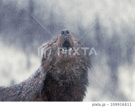 Howling canadian wolf in winter against the background of snowing. 109916811