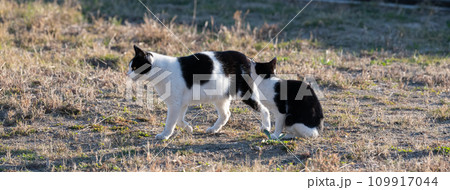 仲良しな二匹の猫 仲良しな二匹の猫 109917044
