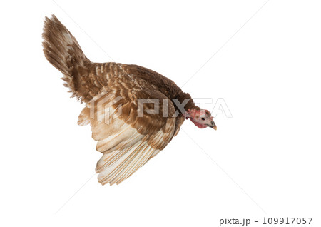 turkey brown in flight isolated on white turkey brown in flight isolated on white 109917057