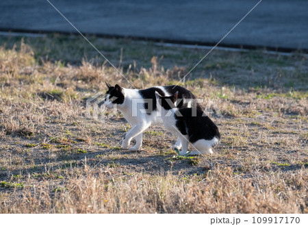 仲良しな二匹の猫 109917170