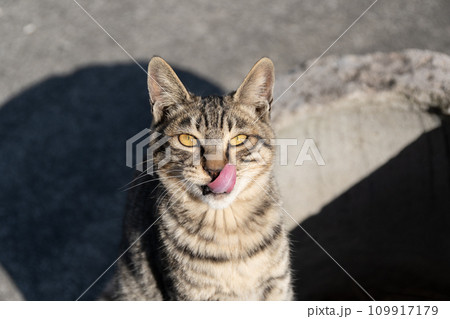 舌を出す猫 キジトラ猫 舌を出す猫 キジトラ猫 109917179