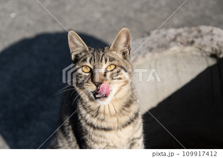 舌を出す猫 キジトラ猫 舌を出す猫 キジトラ猫 109917412