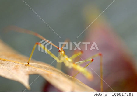 黄色に赤い斑点の美しいヒゲナガサシガメの幼虫（自然光＋ストロボ、マクロ接写撮影） 109917583