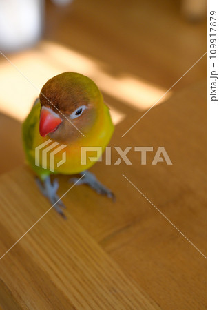 ボタンインコ ボタンインコ 109917879