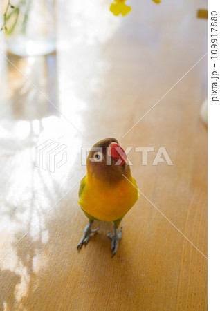 ボタンインコ 109917880