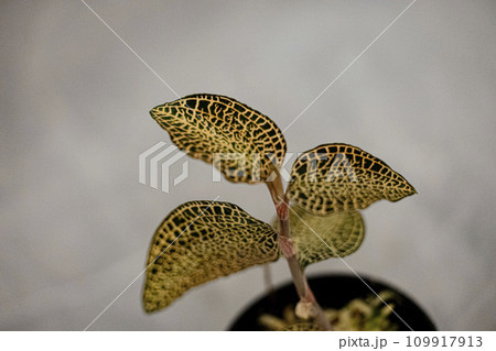 蘭　ジュエルオーキッド　アネクトキルスハイブリッドライトダークフォーム 109917913